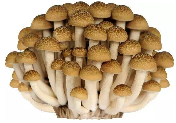 http://www.9551w.cn/ewebeditor/uploadfile/20170914091421667001.png