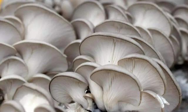 國家蘑菇地理：中國哪里的蘑菇最好吃？