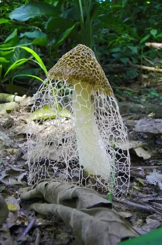 國家蘑菇地理：中國哪里的蘑菇最好吃？